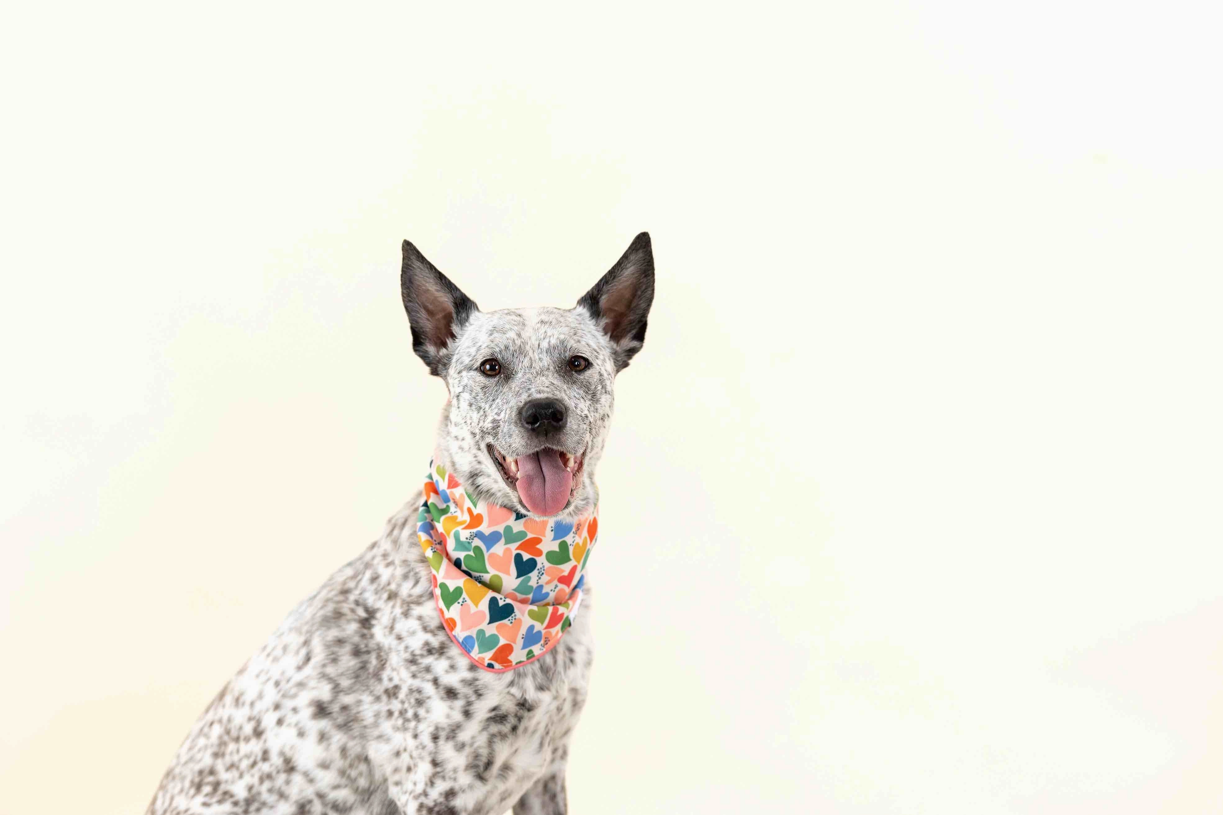 Amelia Dog Bandana