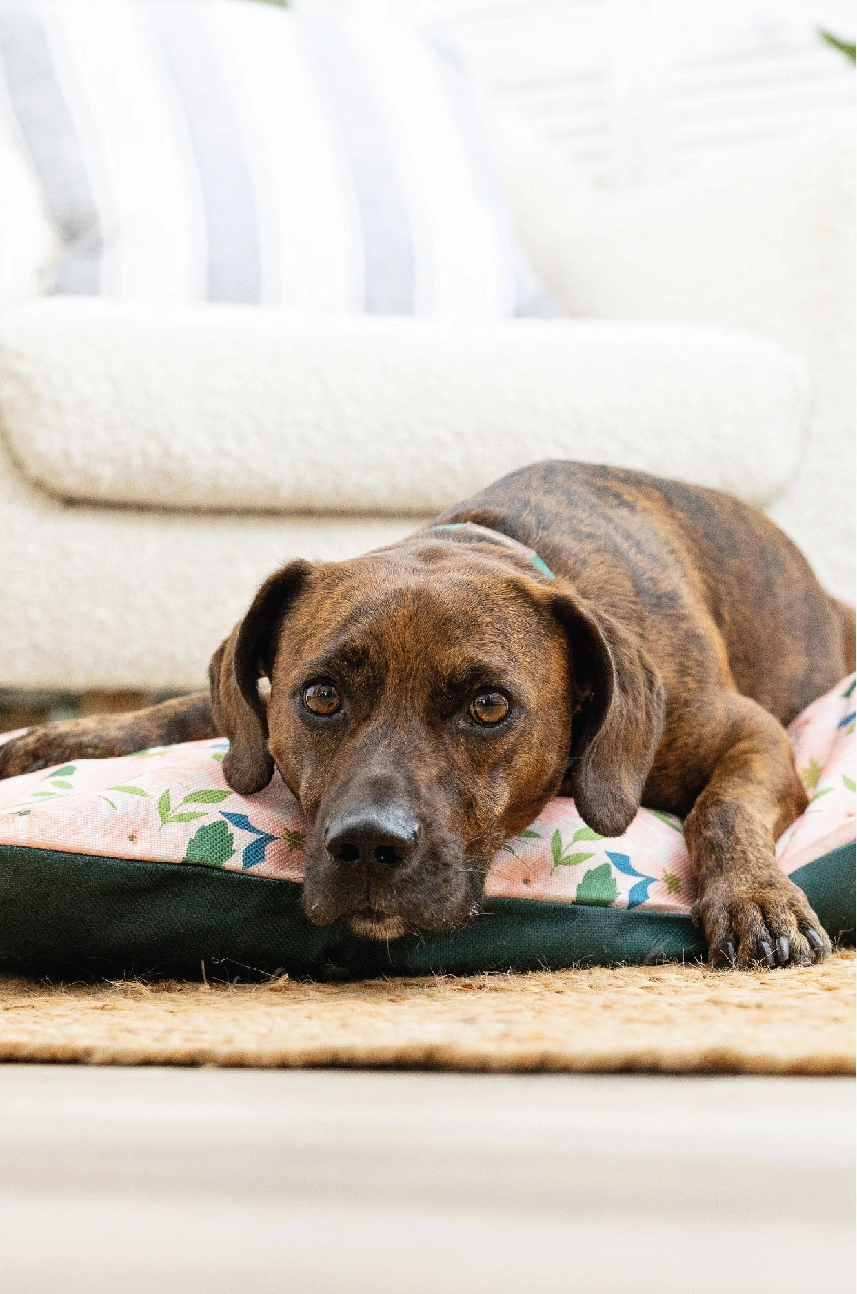 Astrid Dog Bed