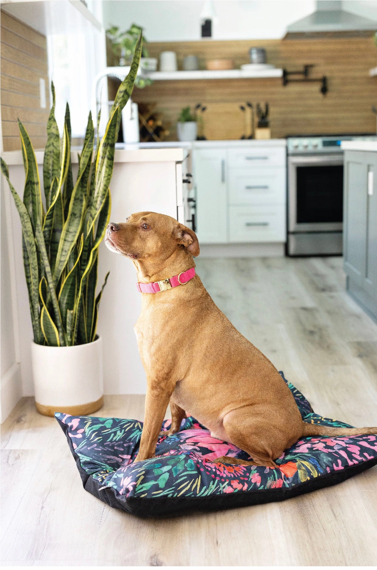 Bella Dog Bed