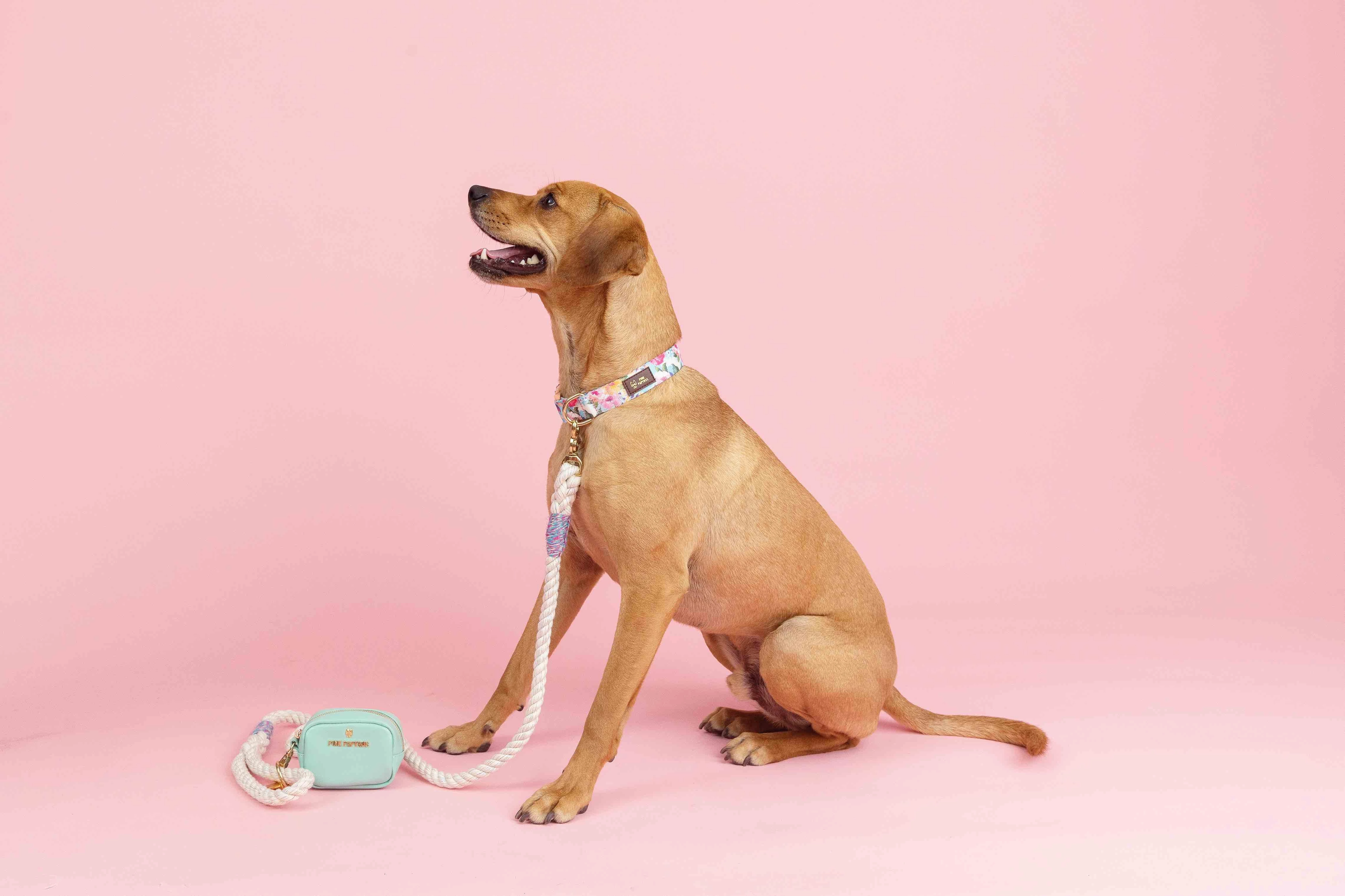 Candy Cloud Dog Collar Bundle