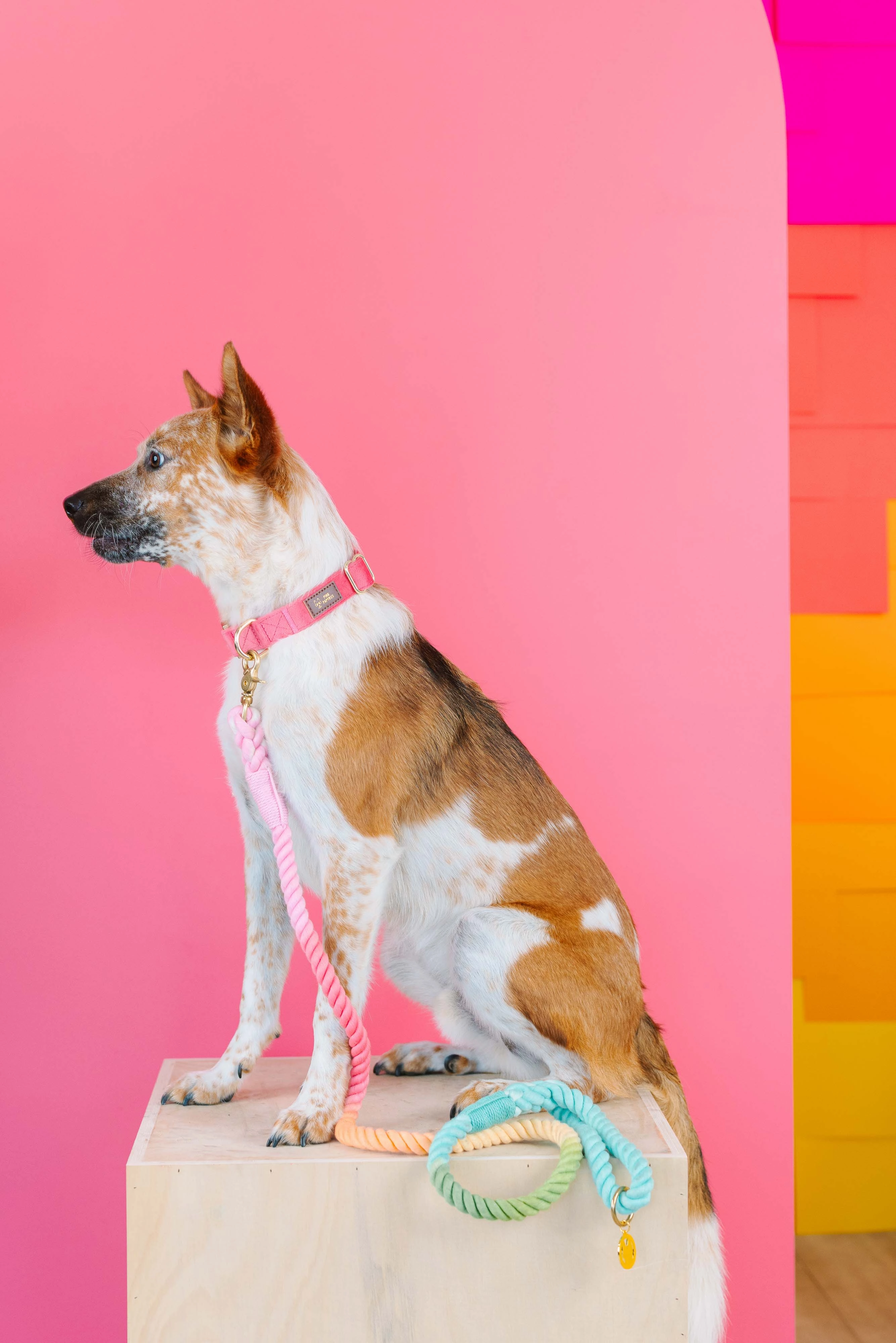 Candy Cloud Dog Collar Bundle
