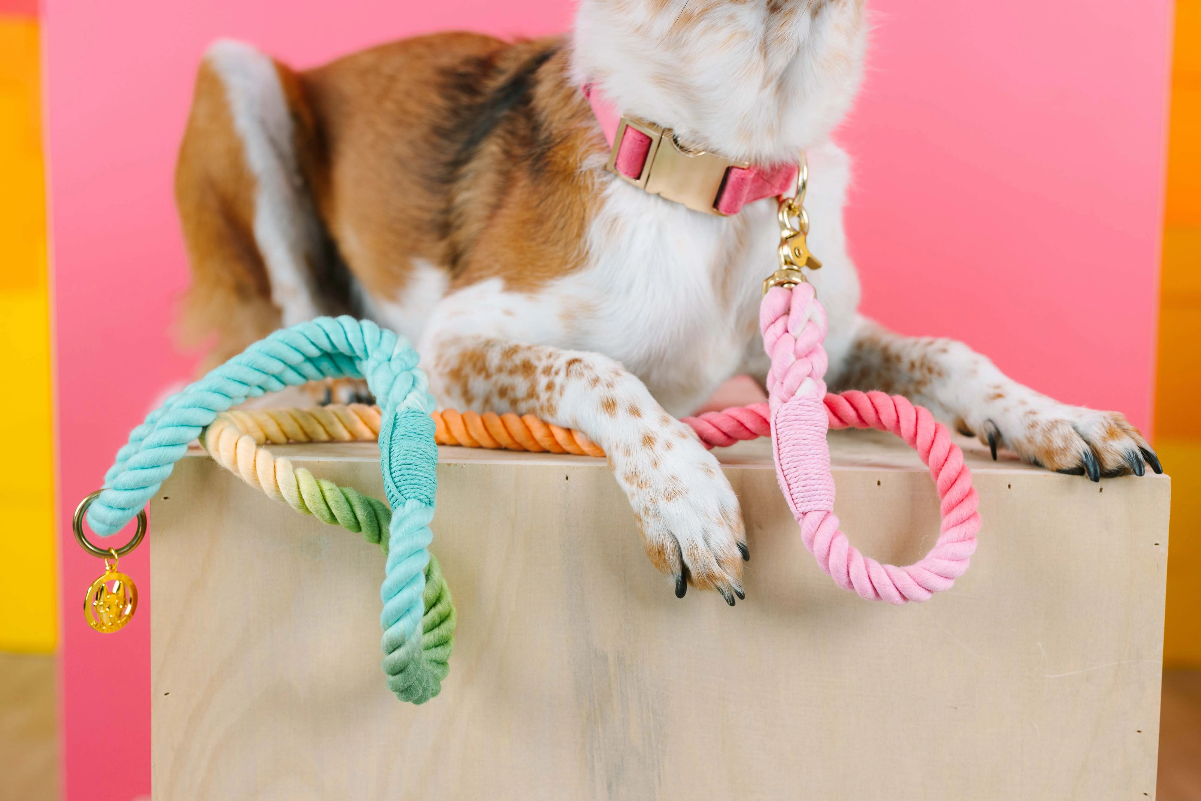 Candy Cloud Dog Collar Bundle