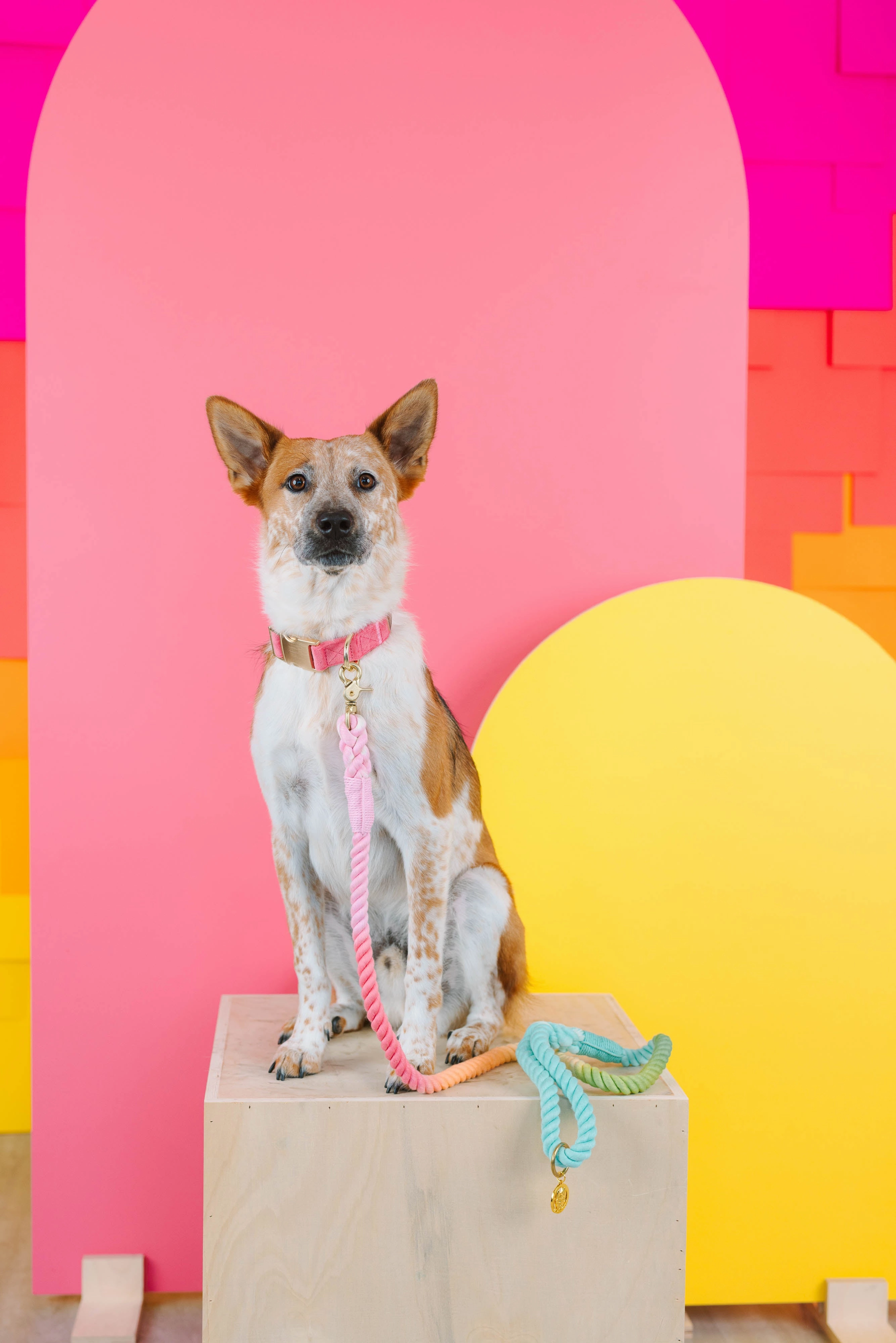 Candy Cloud Dog Collar Bundle