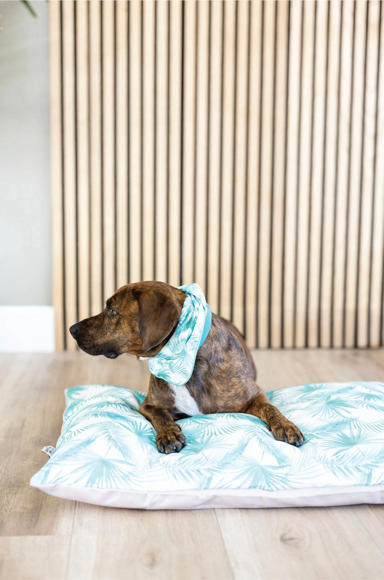 Capri Dog Bed