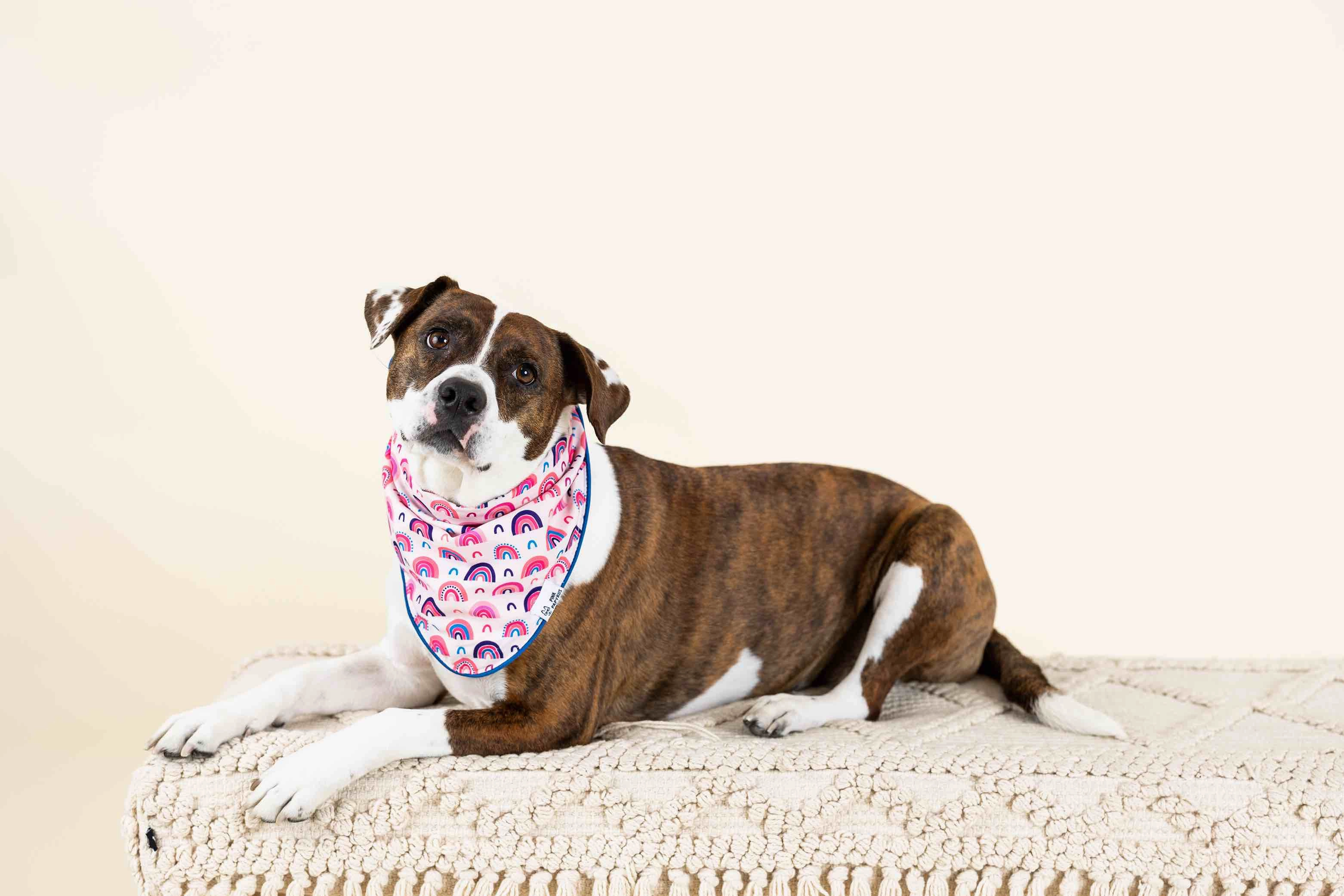 Clarke Dog Bandana