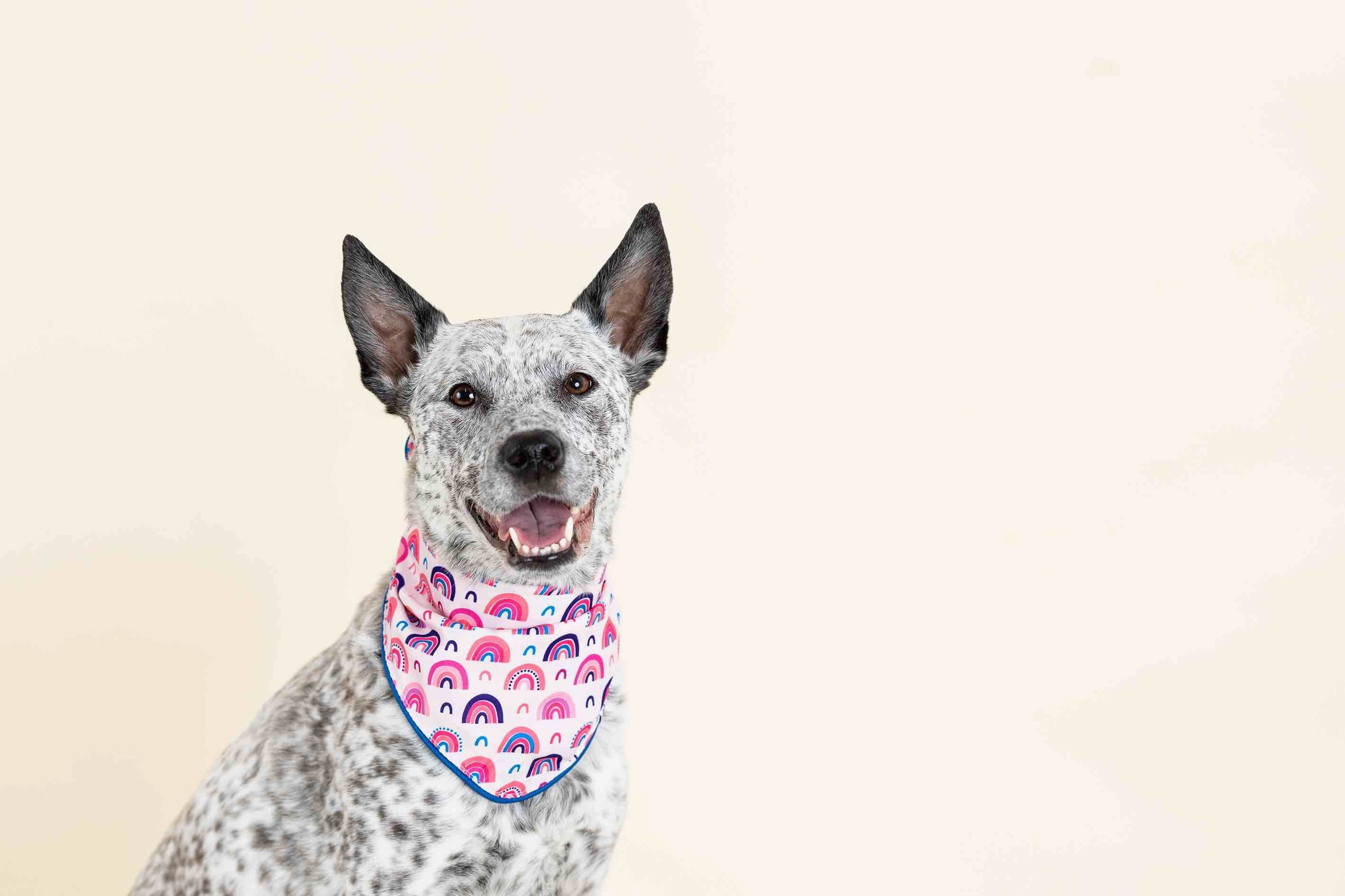 Clarke Dog Bandana