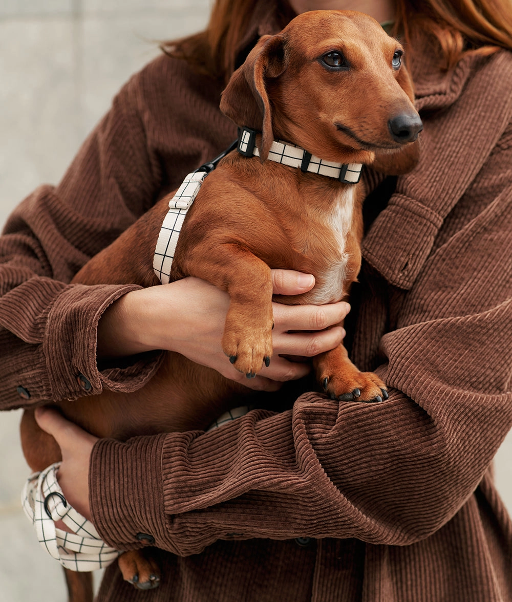 Collar PET Reciclado Dise?o Linea Beige, Juno