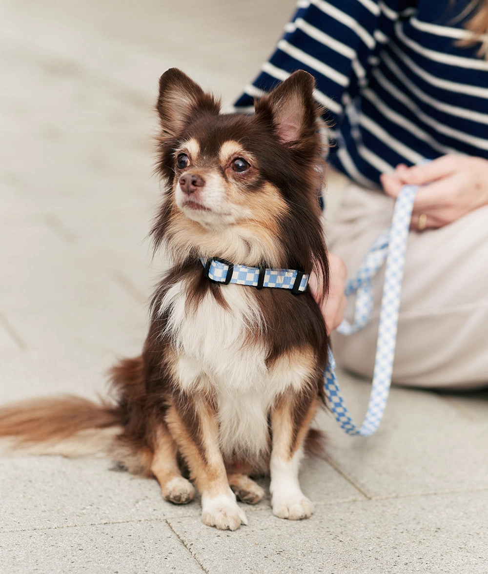 Collar PET Reciclado Dise?o Vichy Azul, Juno