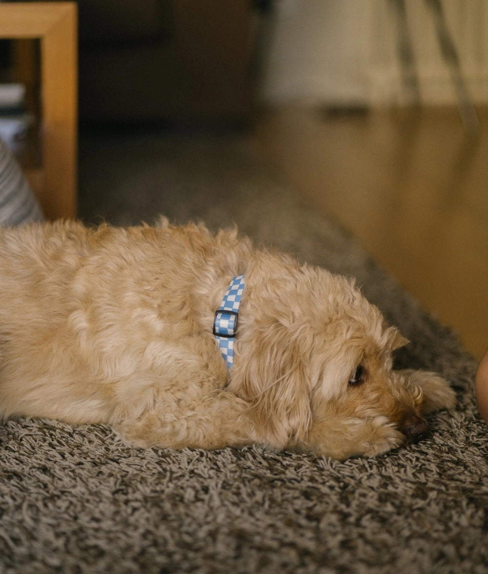Collar PET Reciclado Dise?o Vichy Azul, Juno