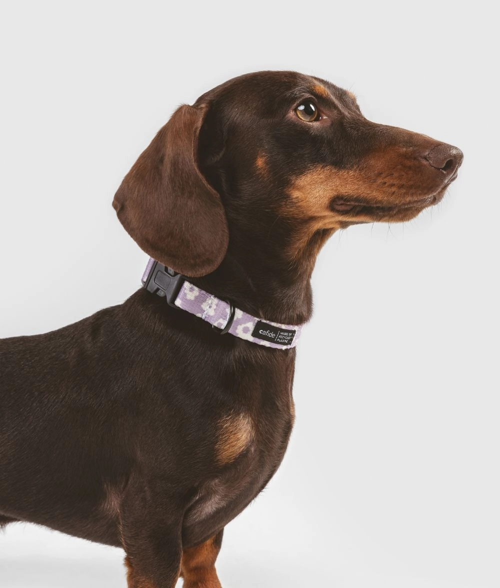 Collar PET Reciclado Dise?o Violeta, Juno