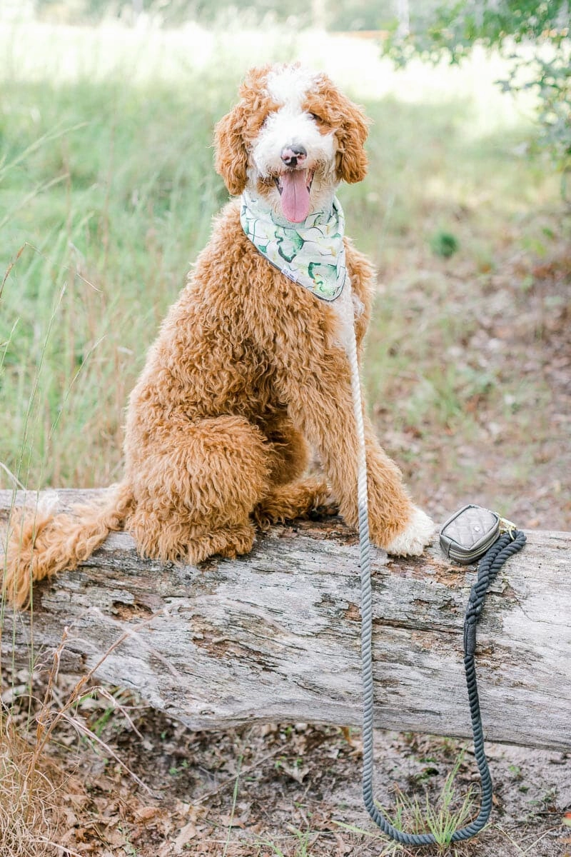 Cosette Dog Bandana