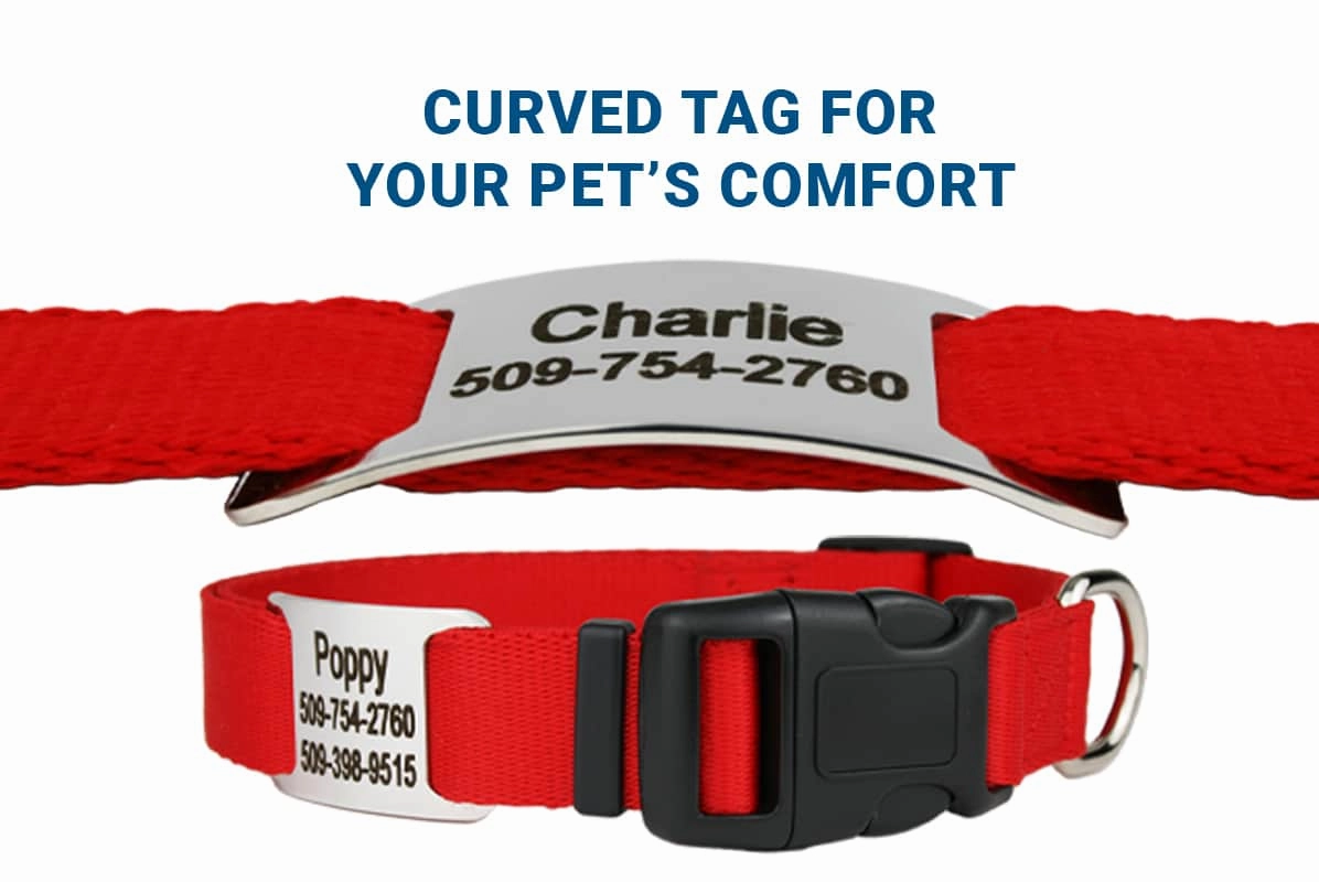 Dog Collar with Personalized Slide-On Nameplate in Stainless Steel