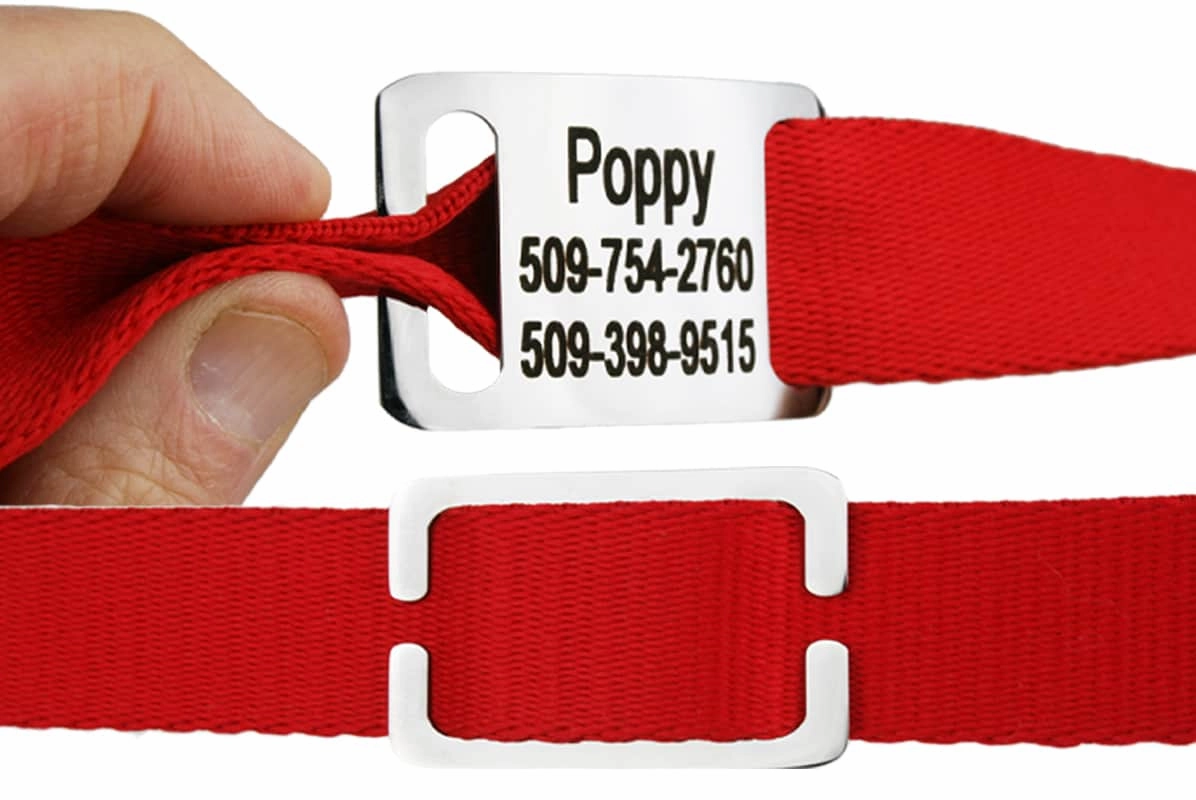 Dog Collar with Personalized Slide-On Nameplate in Stainless Steel