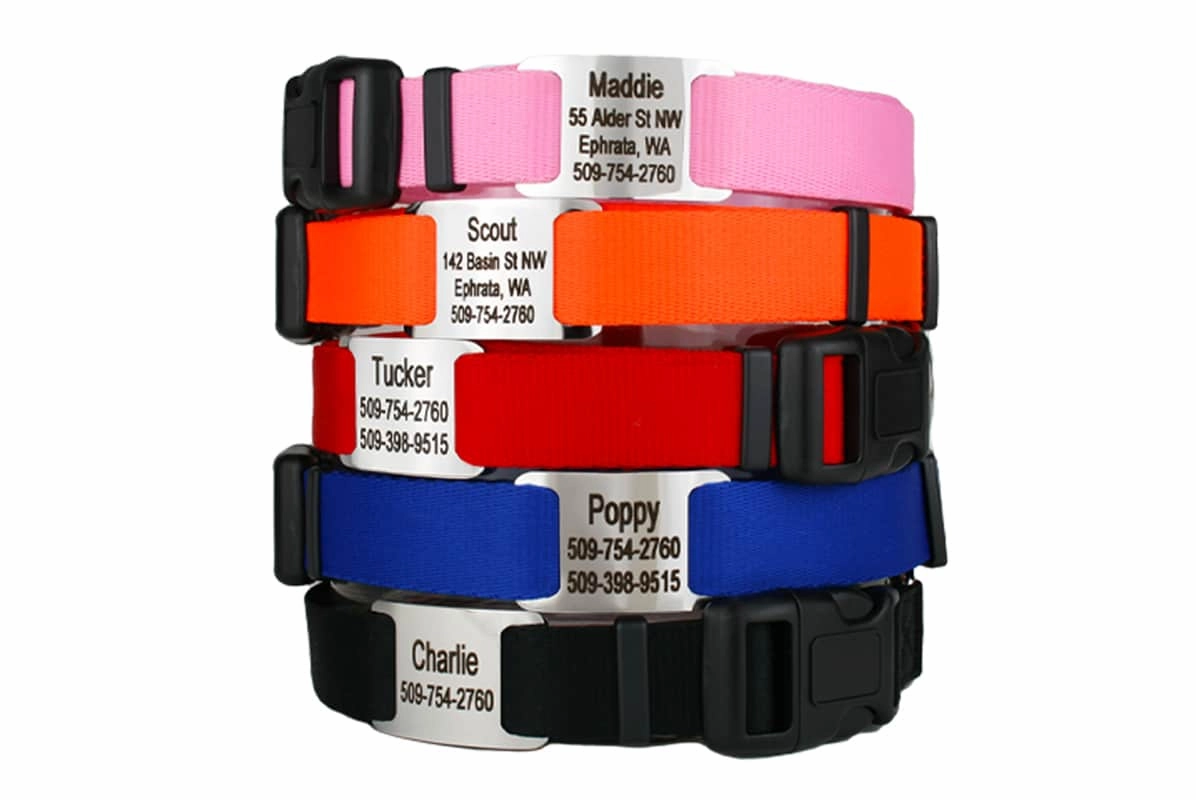 Dog Collar with Personalized Slide-On Nameplate in Stainless Steel