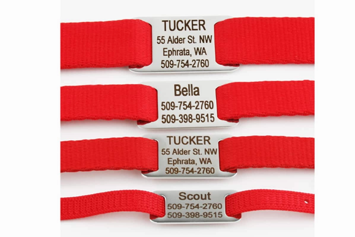 Dog Collar with Personalized Slide-On Nameplate in Stainless Steel
