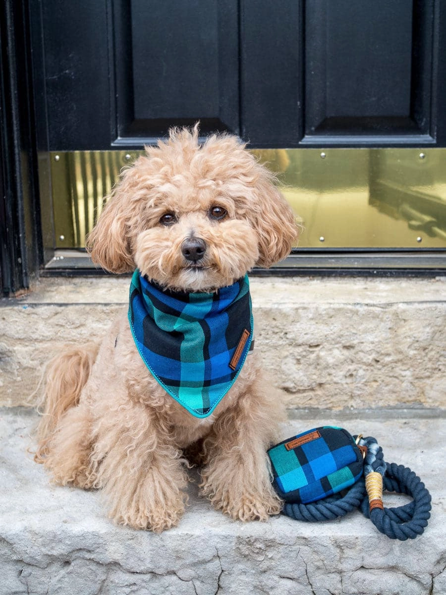 Frances Dog Bandana