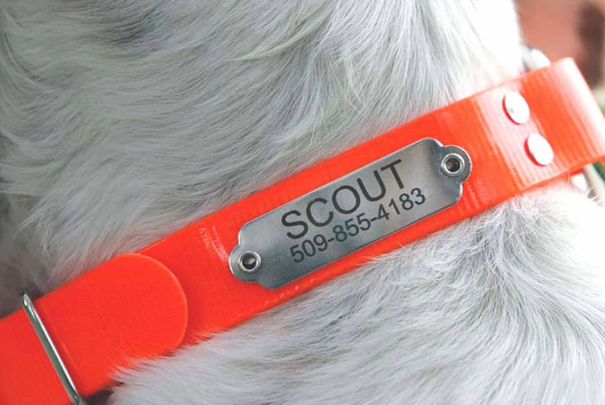 Hunting Dog Collar with Personalized Nameplate