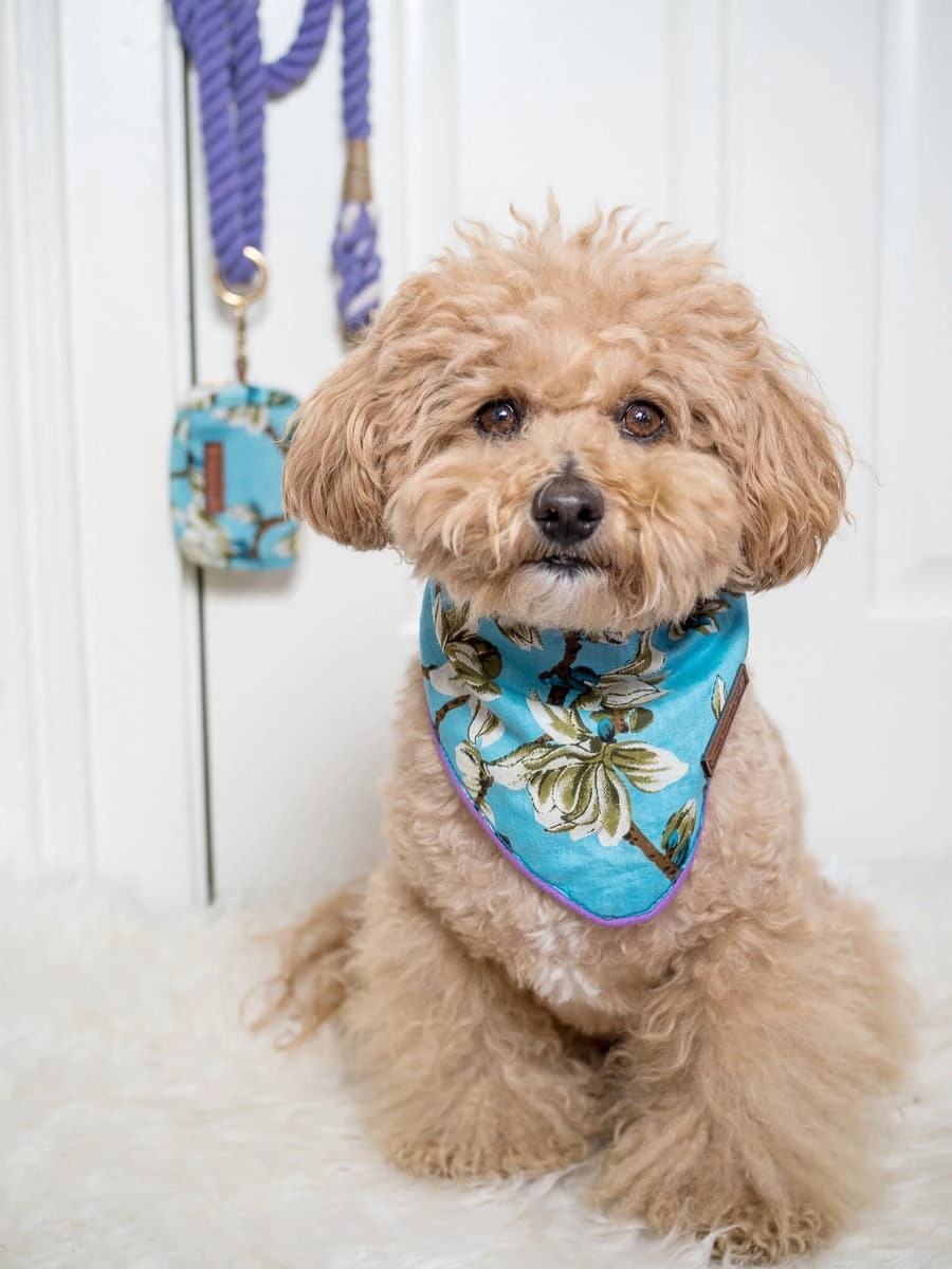 Lexie Dog Bandana