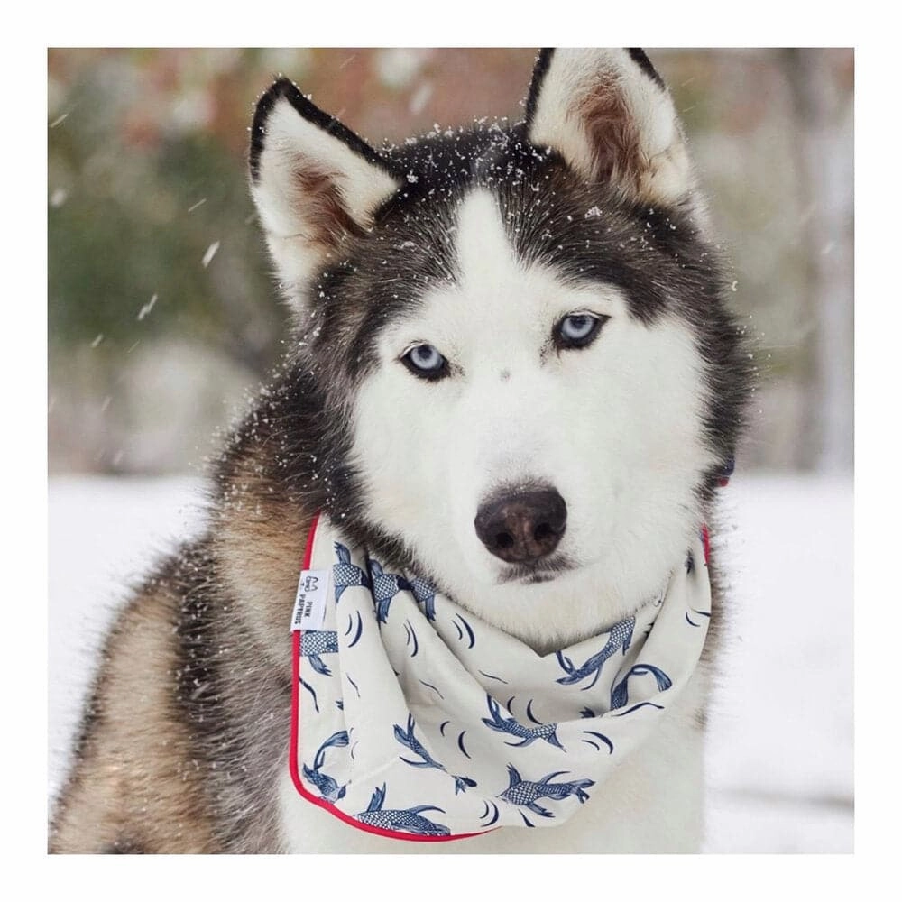 Marlowe Dog Bandana