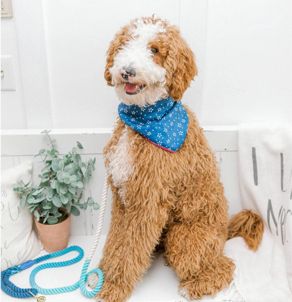 Marlowe Dog Bandana