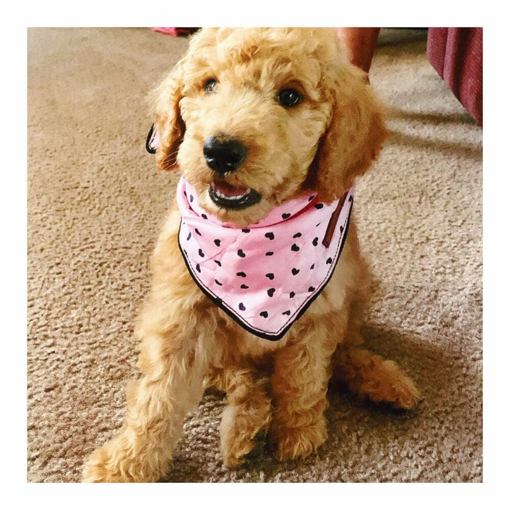 Mimi Dog Bandana