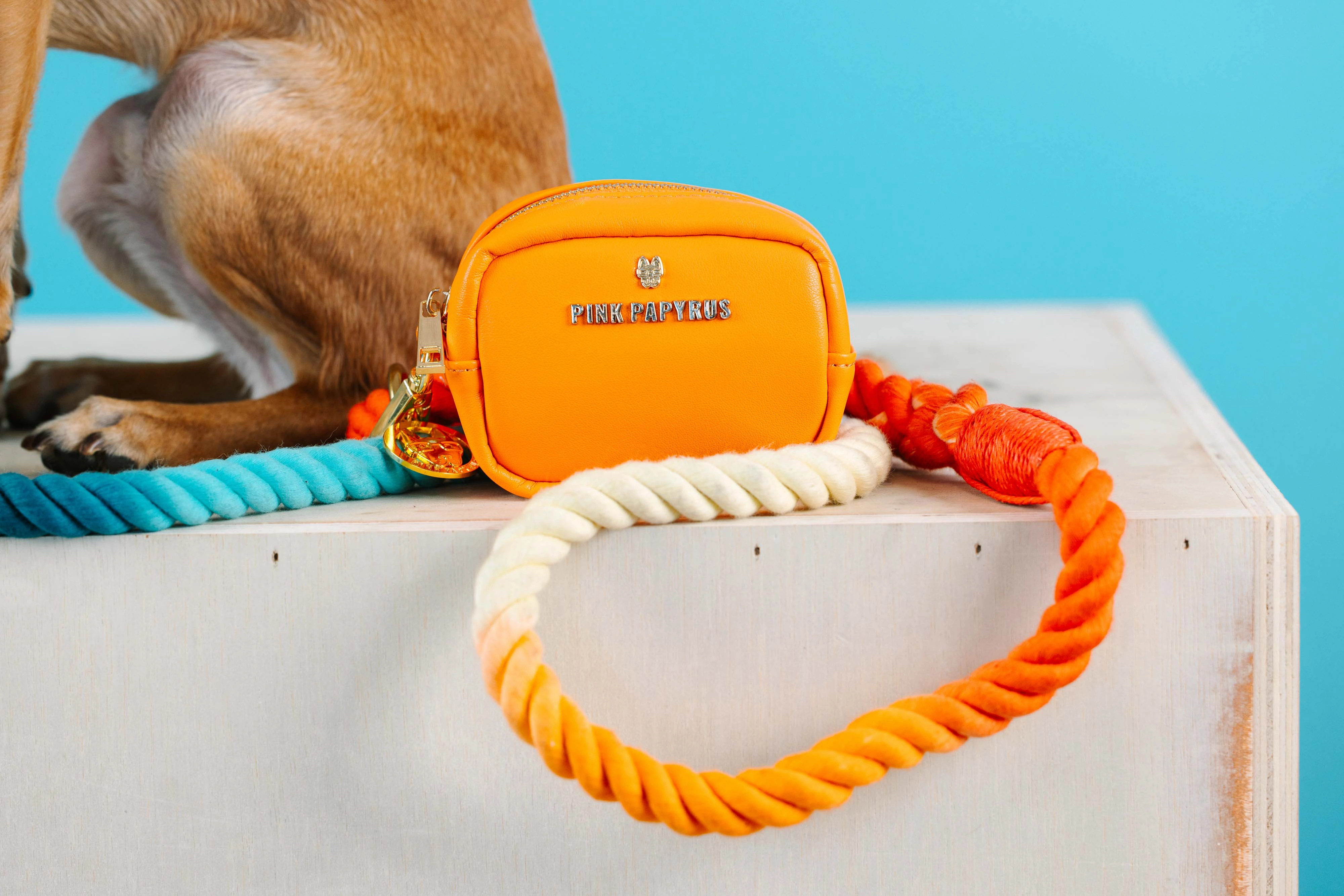 Orange Crush Dog Collar Bundle
