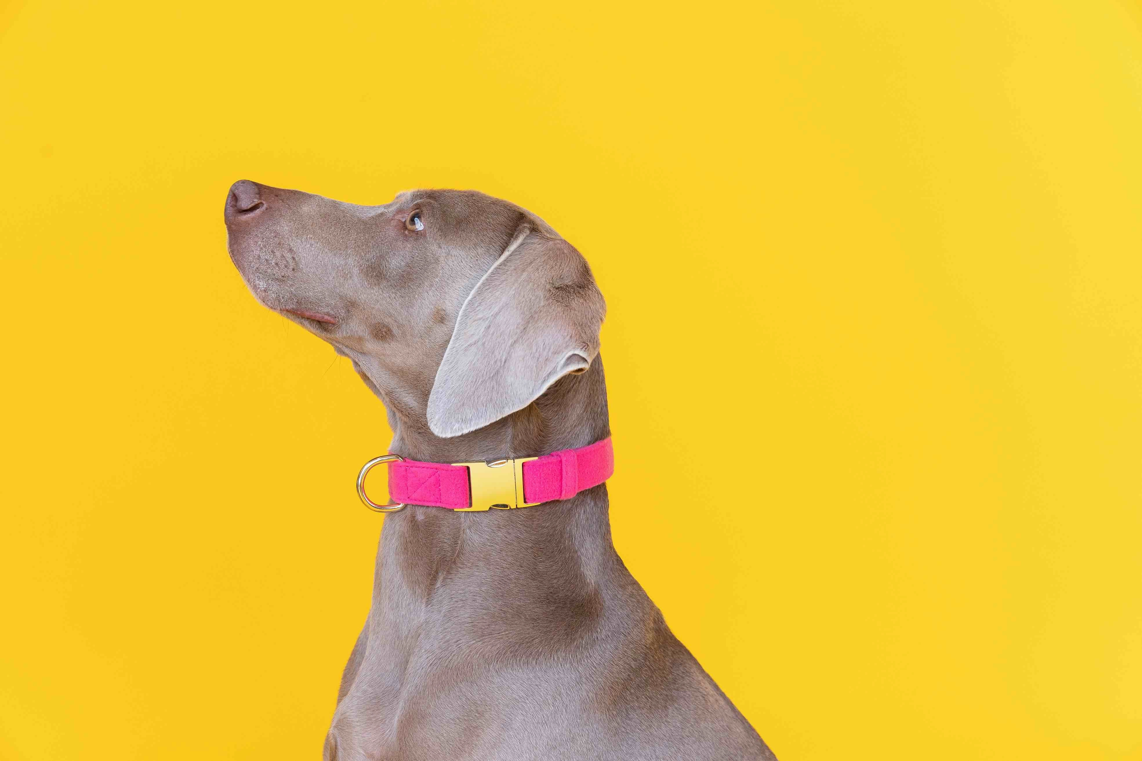 Pretty In Pink Dog Collar Bundle