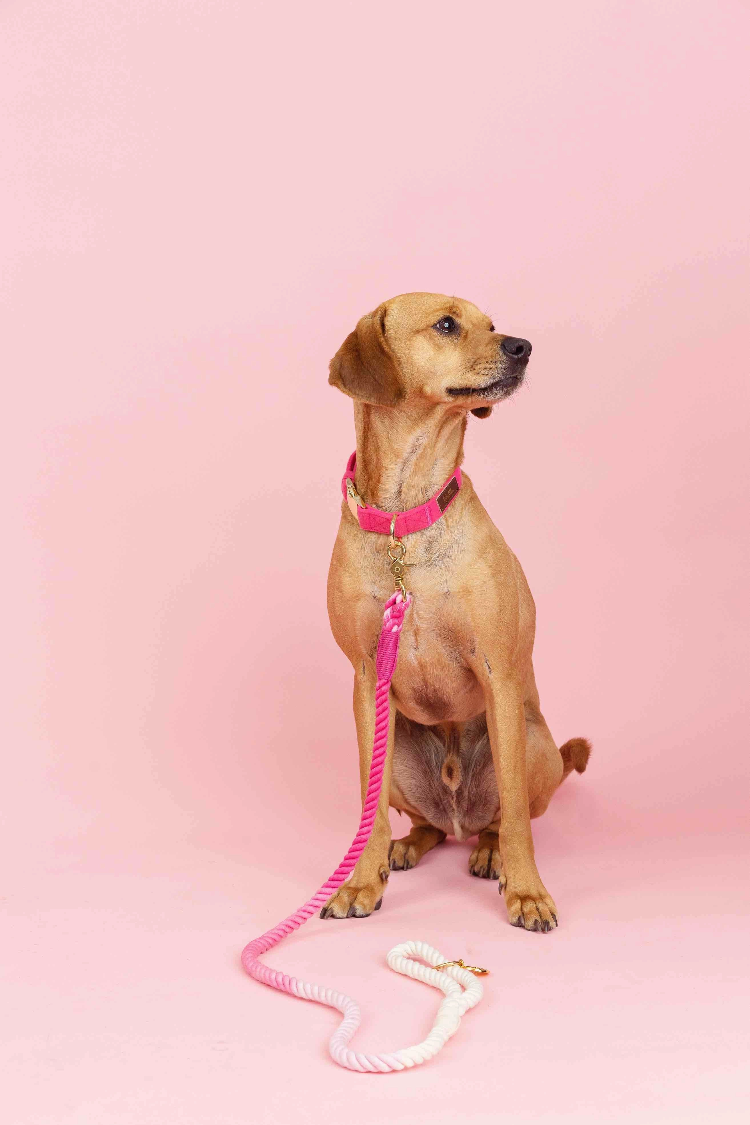 Pretty In Pink Dog Collar Bundle