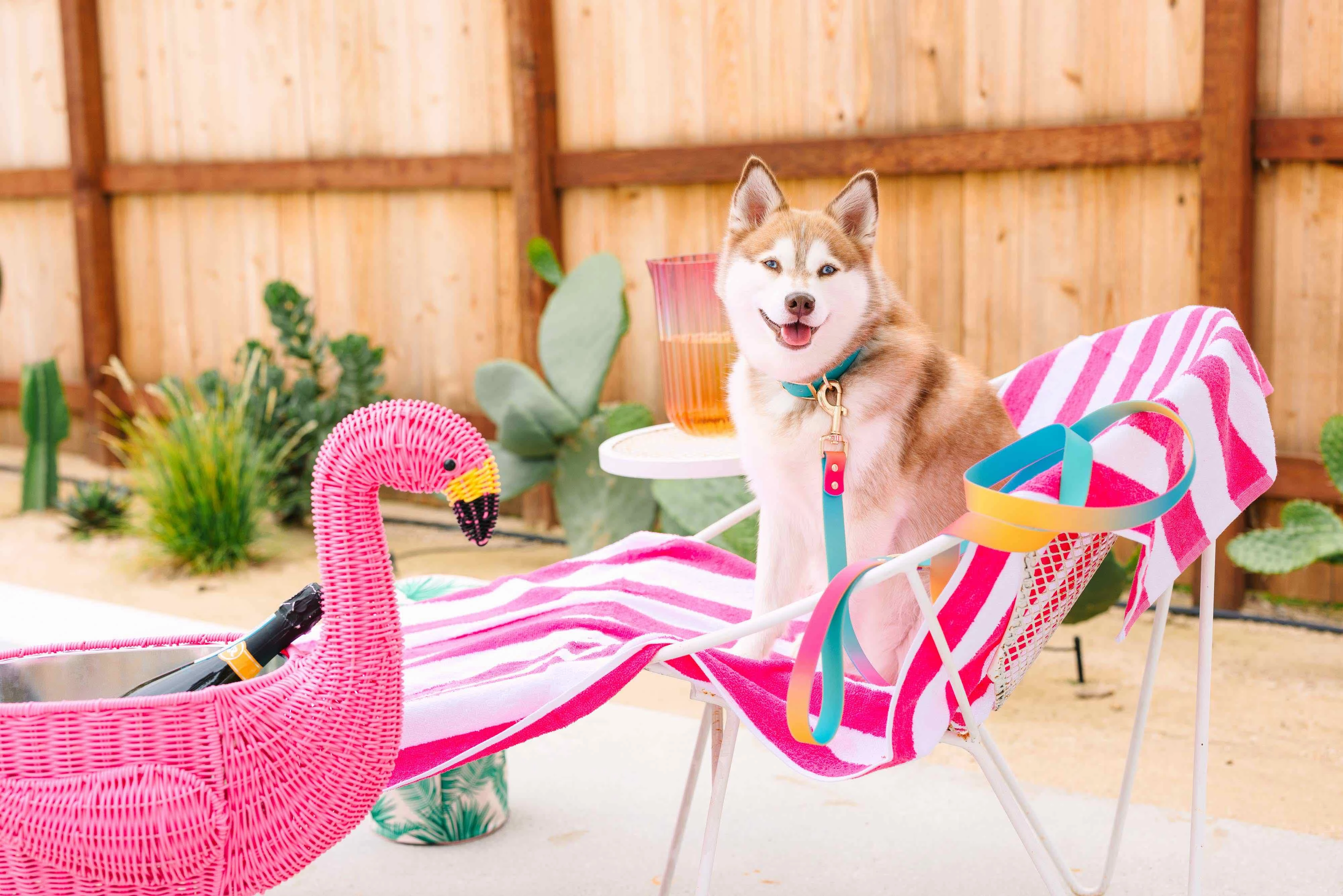 Prism Dreams Dog Collar Bundle