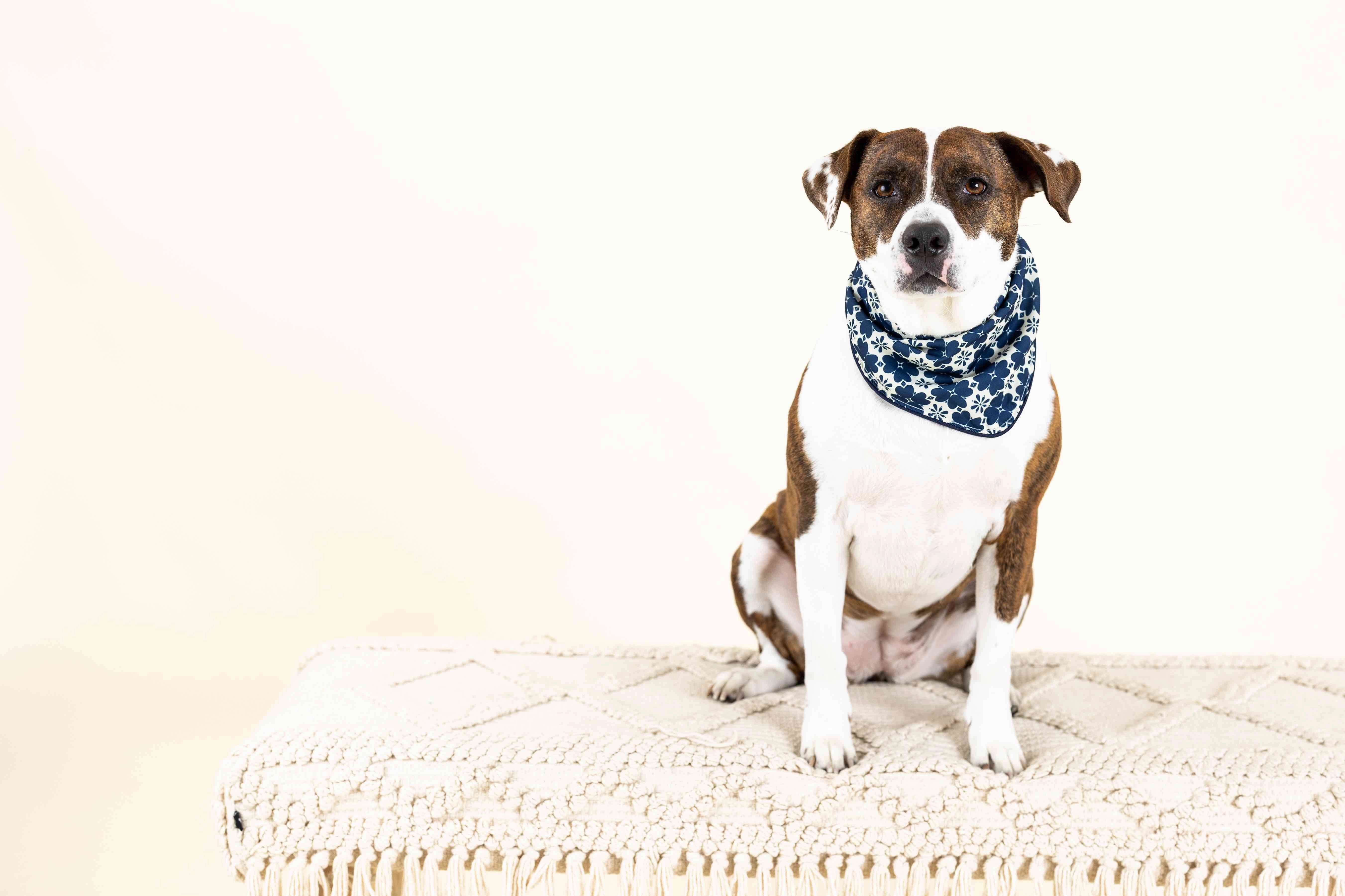 Ryder Dog Bandana