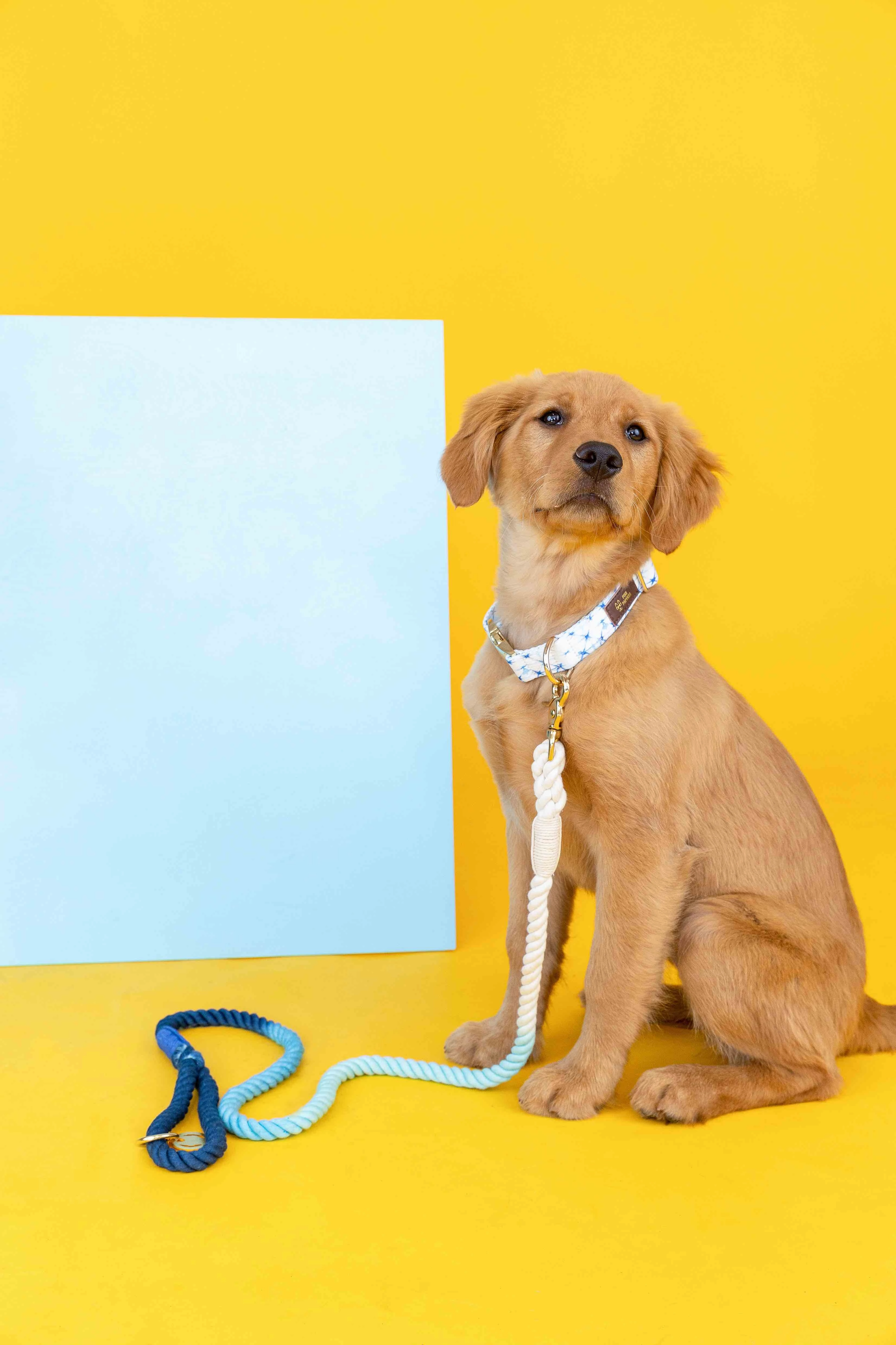 Sunshine State Of Mind Dog Collar Bundle