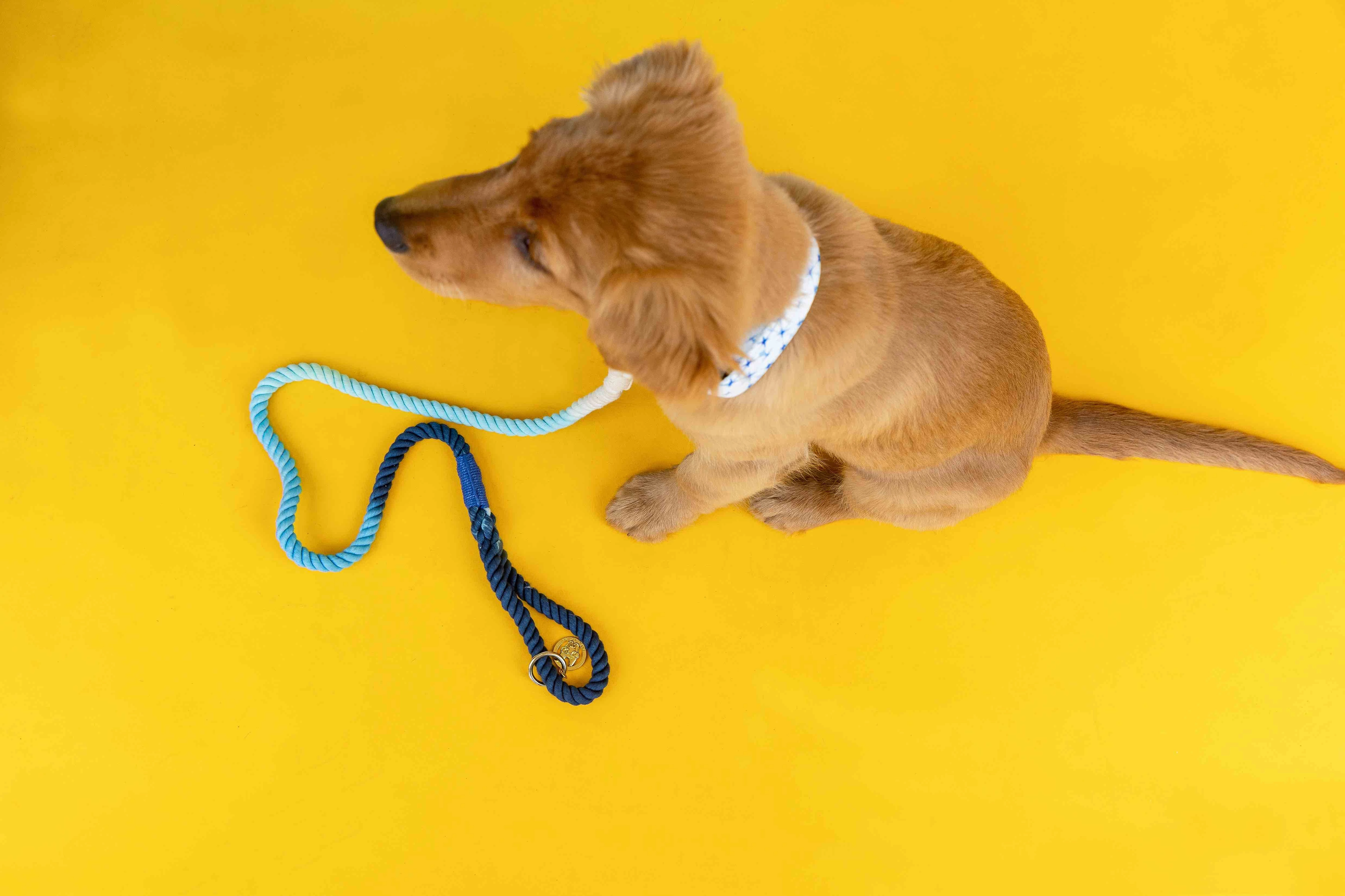 Sunshine State Of Mind Dog Collar Bundle
