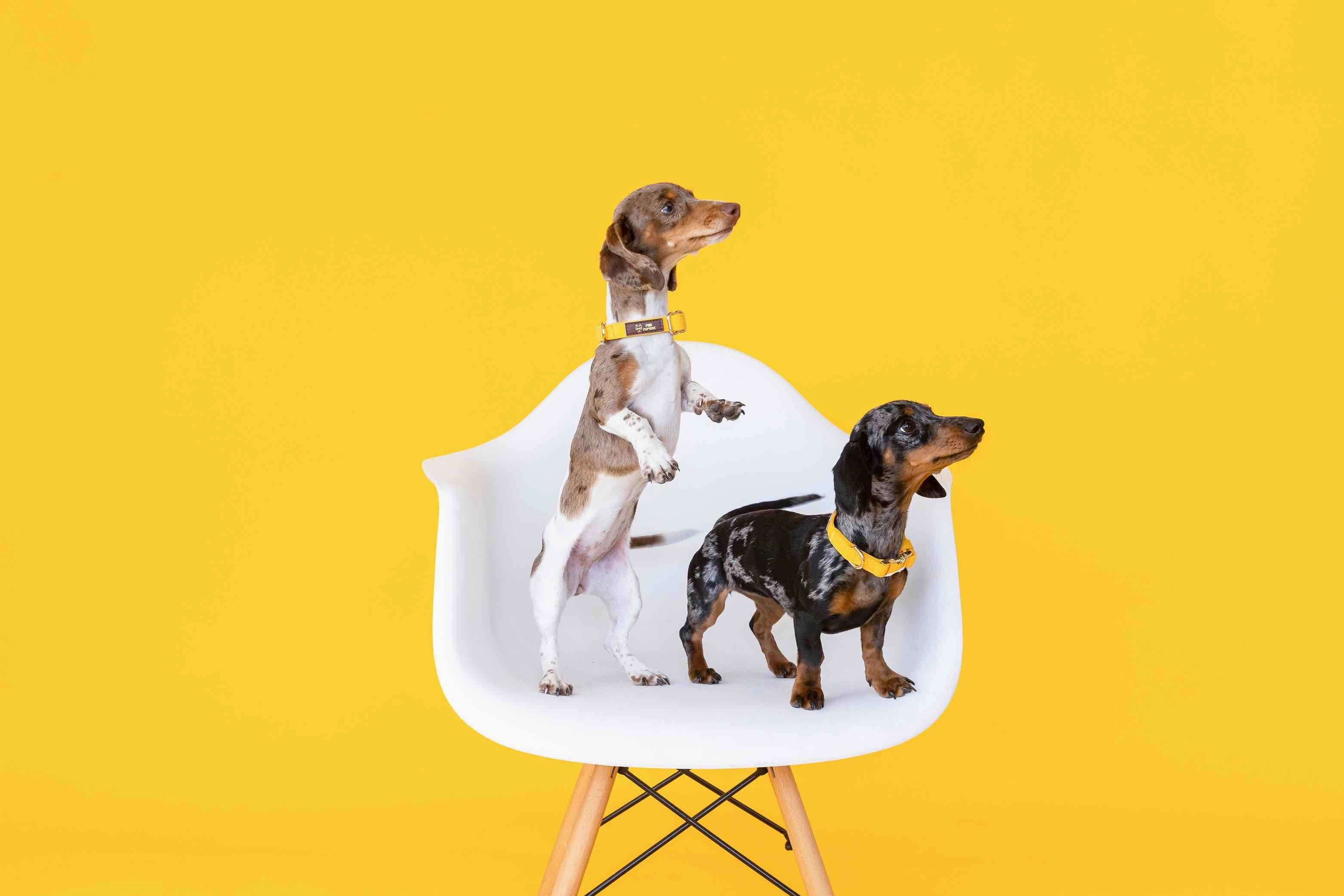 Sunshine State Of Mind Dog Collar Bundle