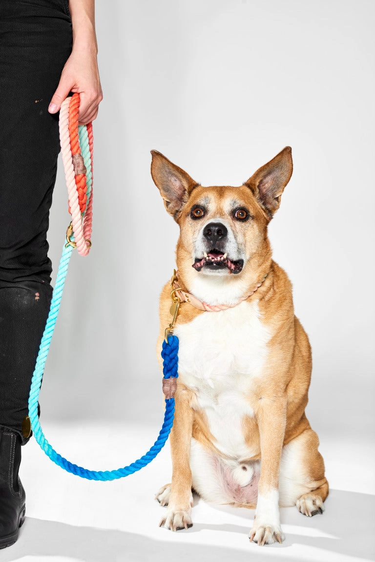 Sweet Pea Ombre Cotton Rope Dog Leash, Adjustable | Found My Animal