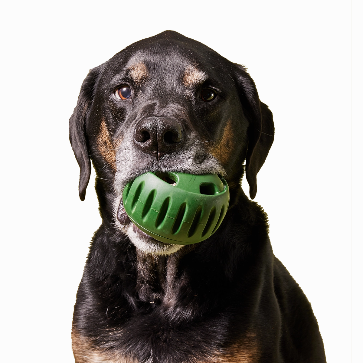 The Pupsicle