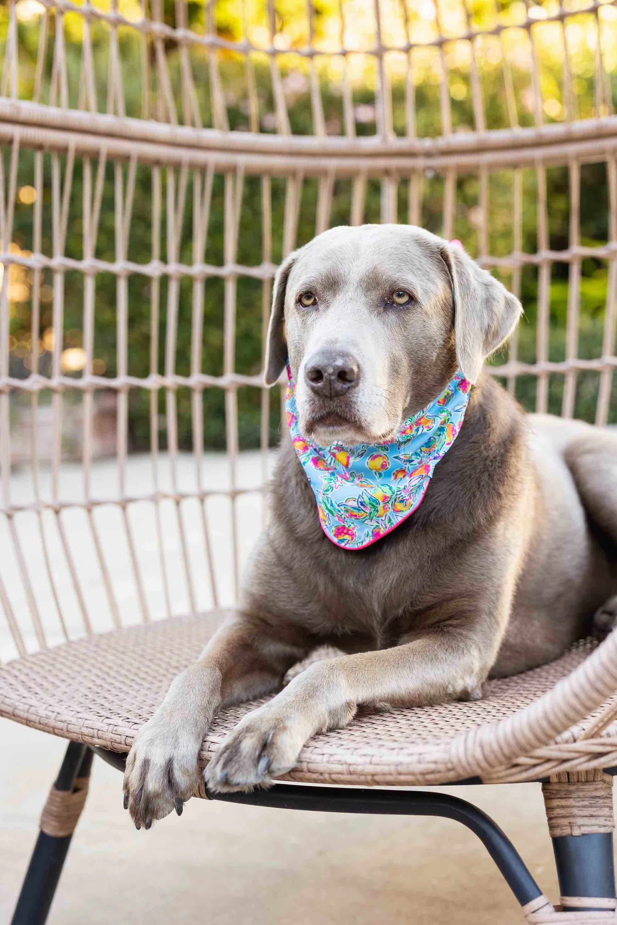 Tillie Dog Bandana