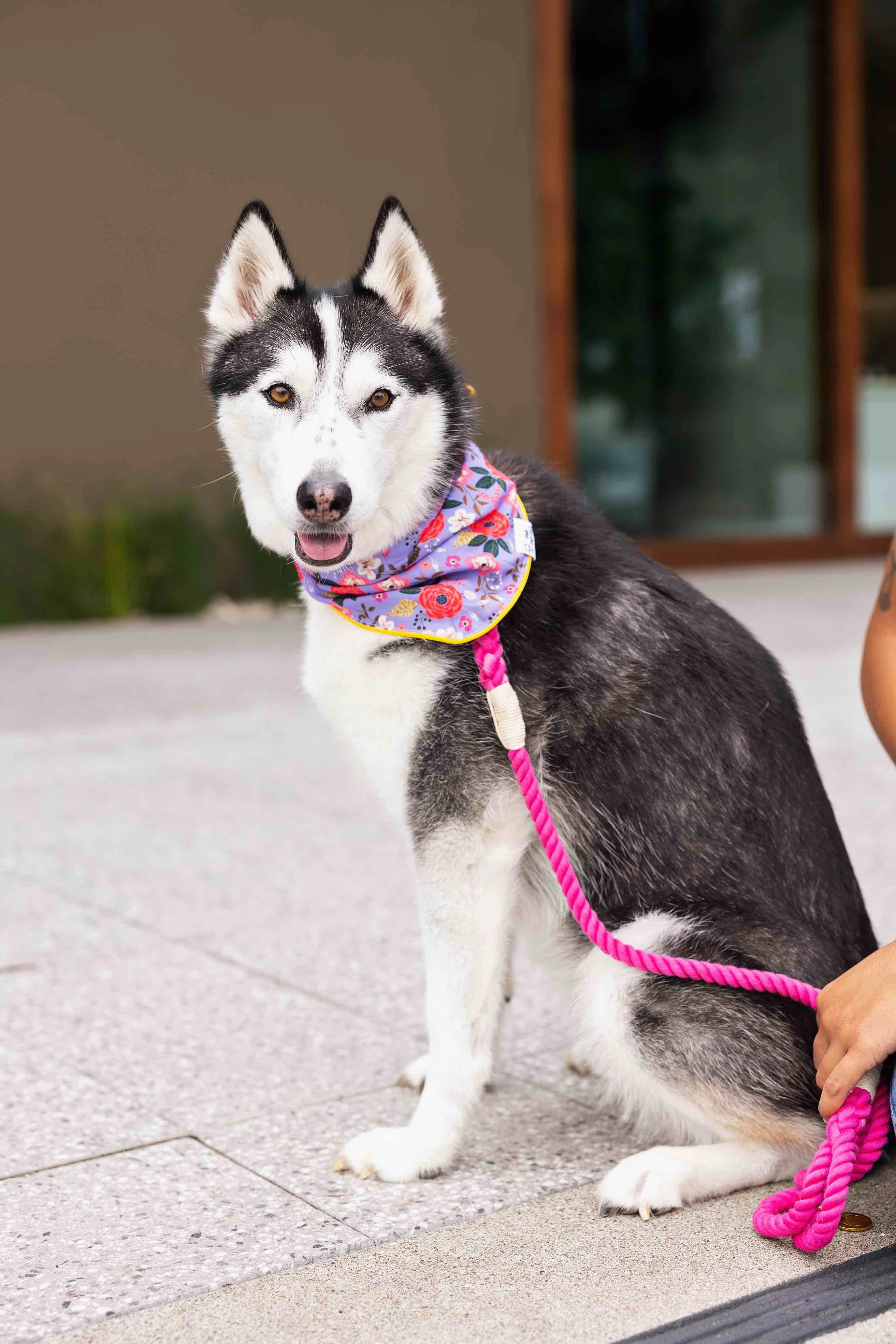 Vera Dog Bandana