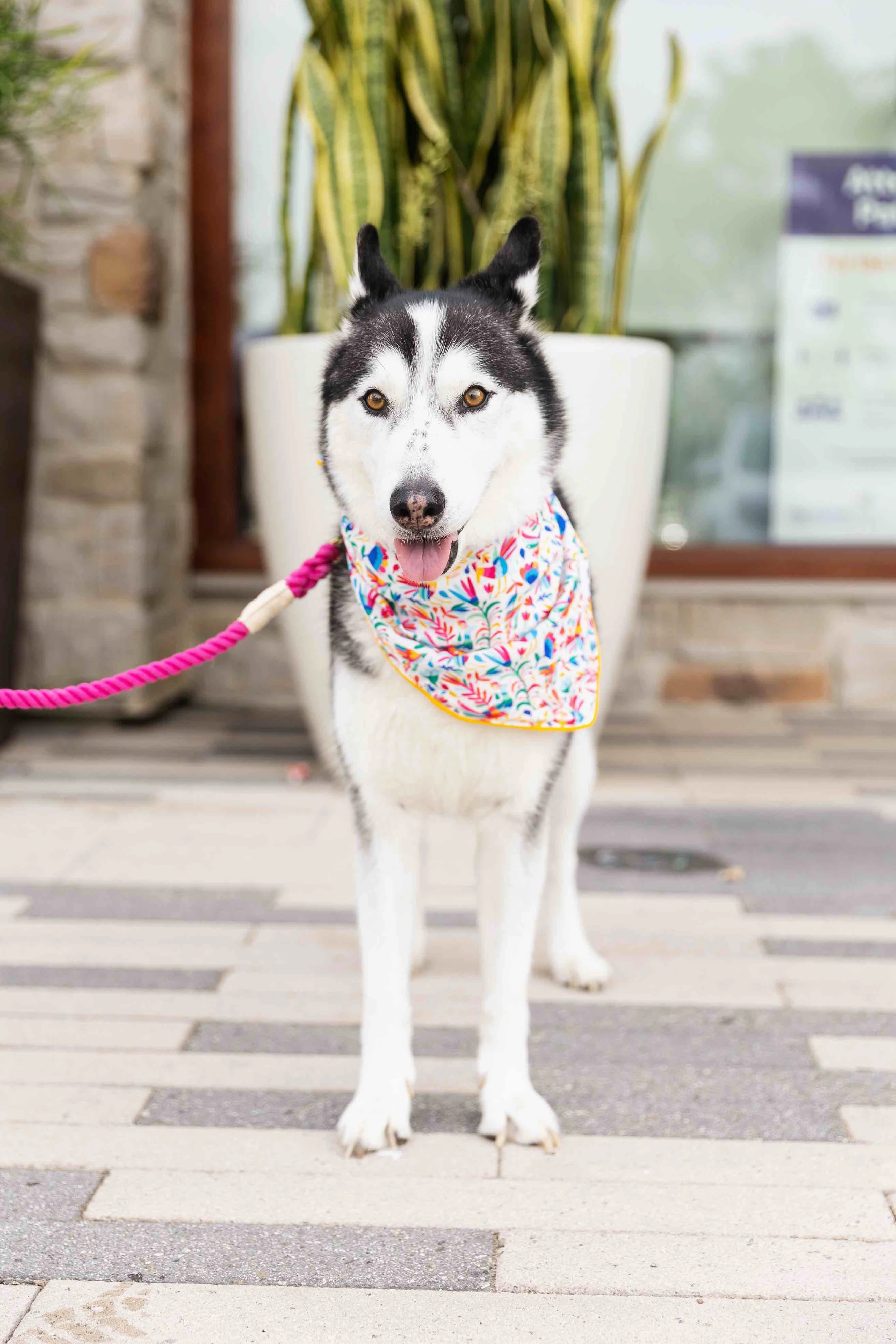 Yesenia Dog Bandana